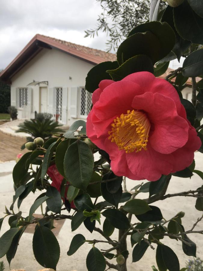 Tenuta Michele Наполи Екстериор снимка